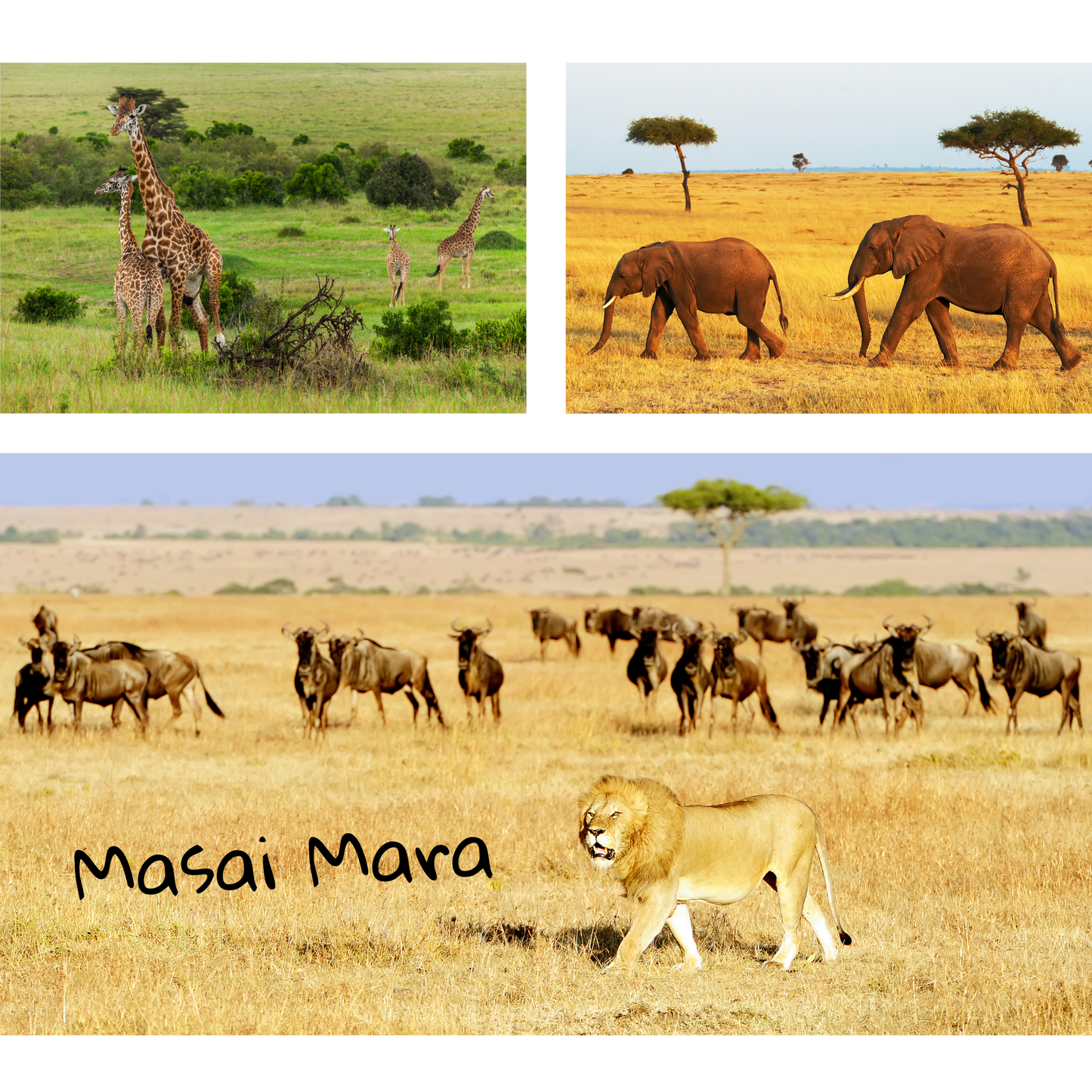 Mini Travel Book in Kenya